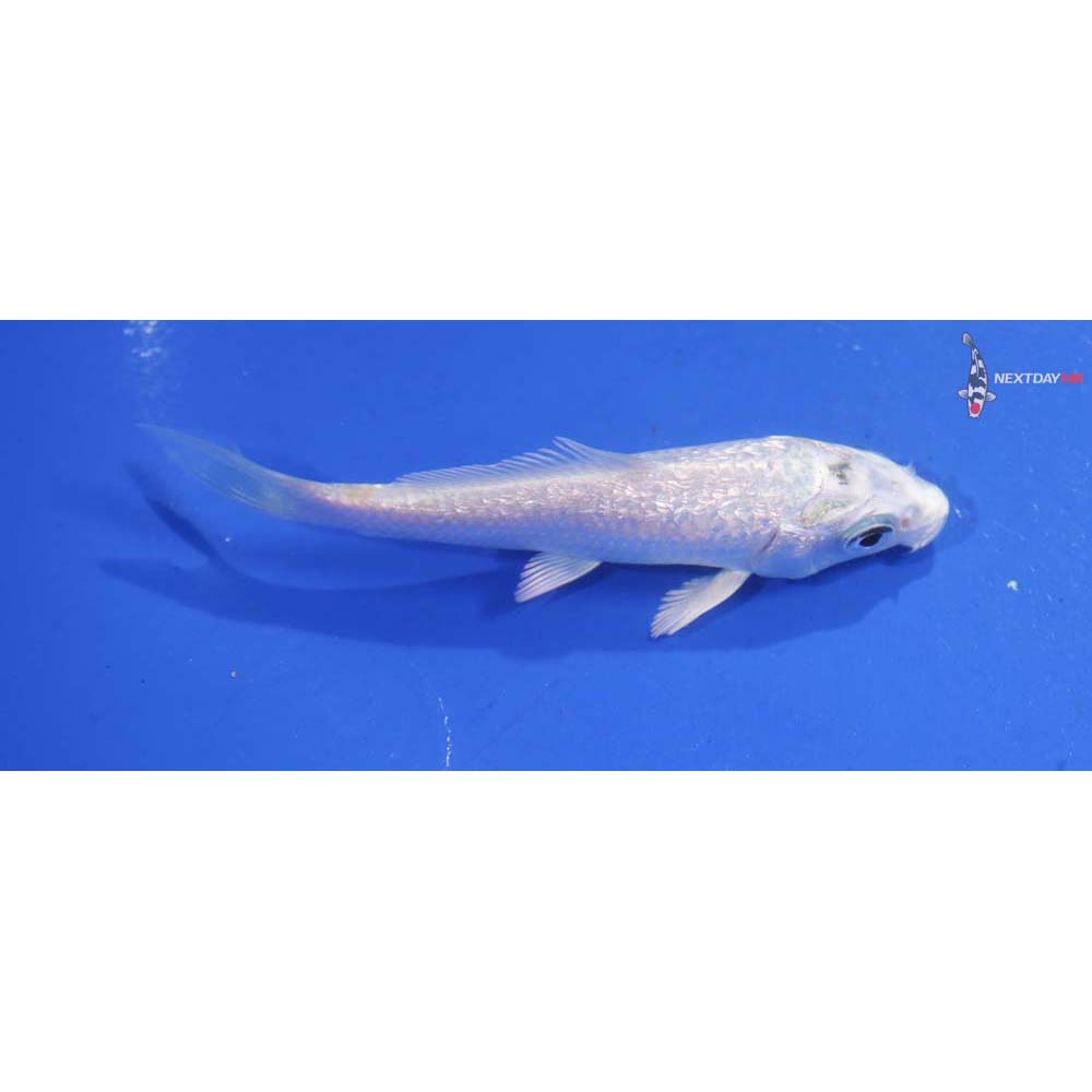 3.5” Imported Platinum Ogon