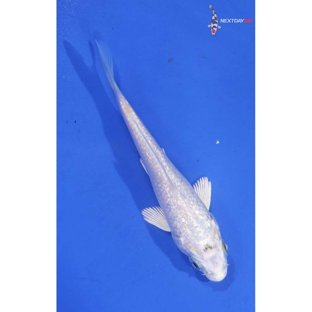 3.5” Imported Platinum Ogon