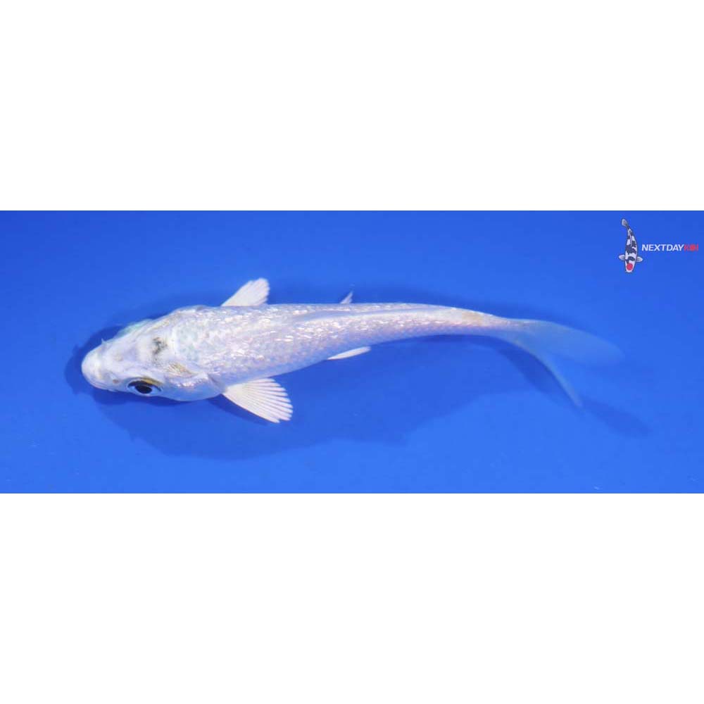 3.5” Imported Platinum Ogon