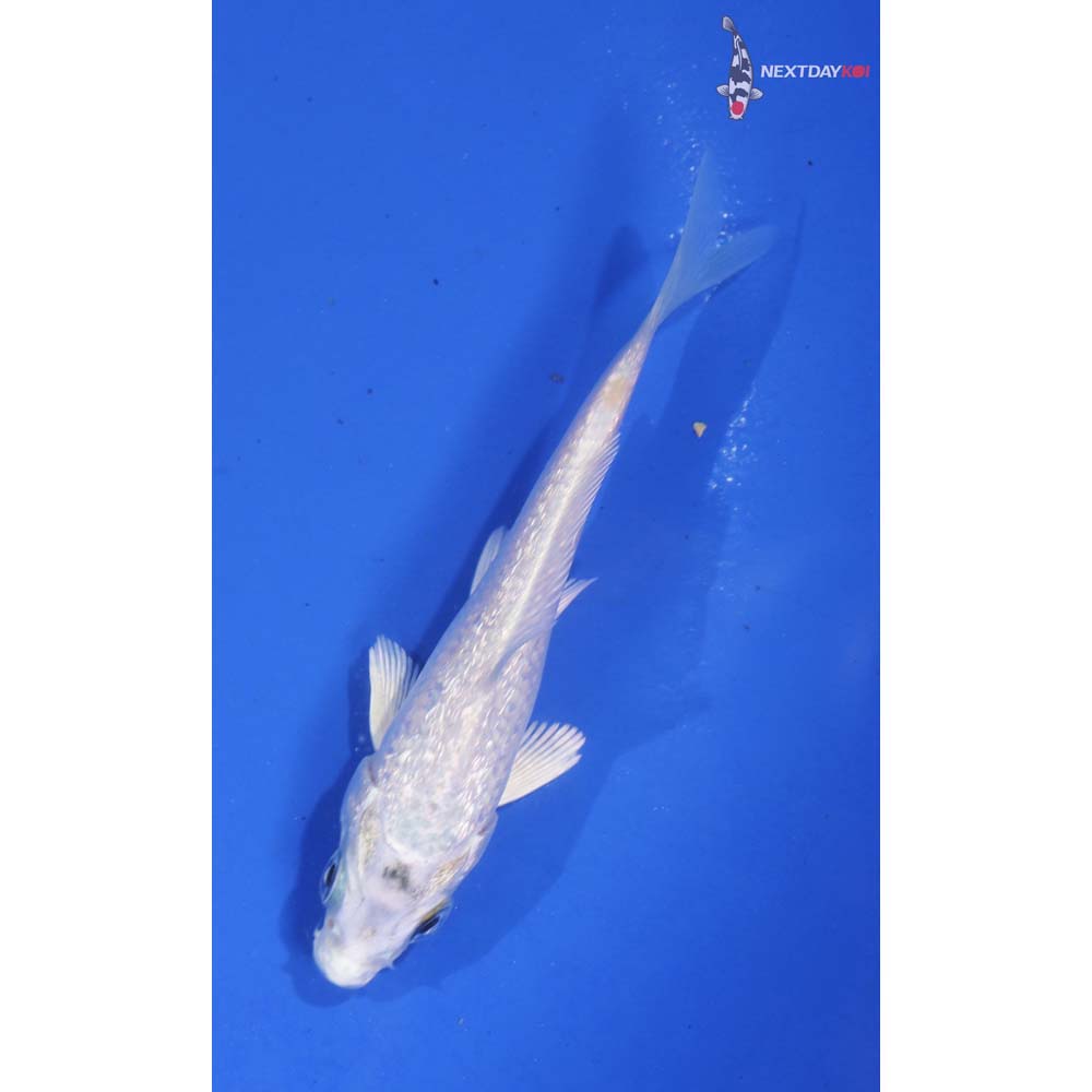 3.5” Imported Platinum Ogon