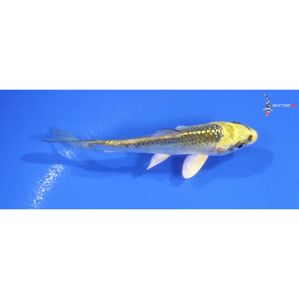 3.5” Imported Ki Matsuba