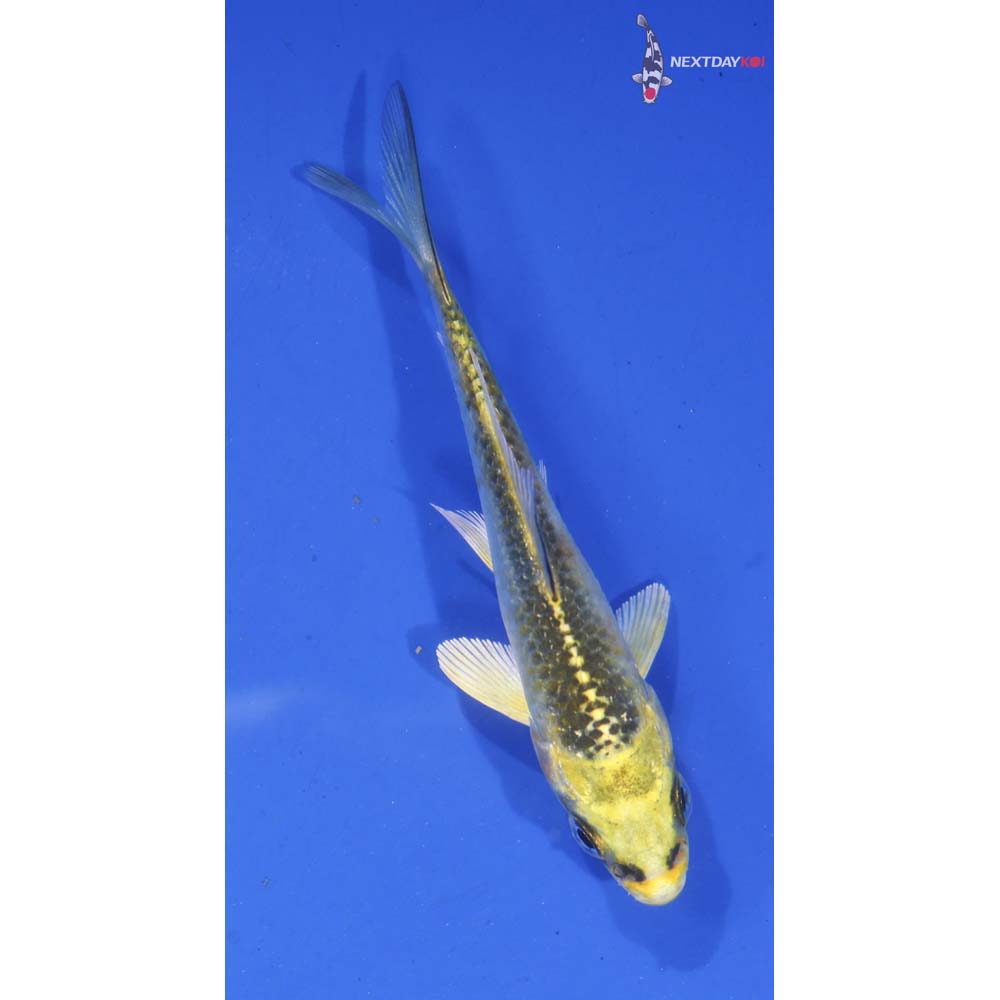 3.5” Imported Ki Matsuba