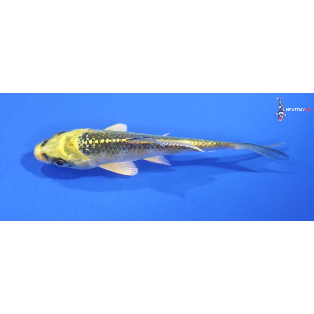 3.5” Imported Ki Matsuba