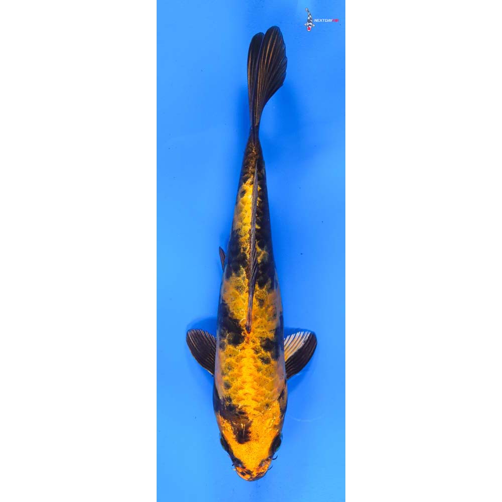 8” Imported Kin Hi Utsuri
