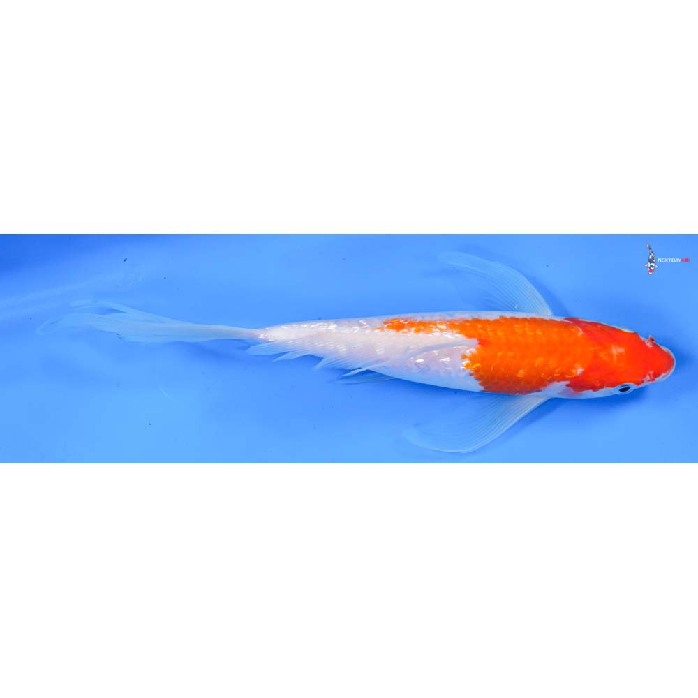 9” Imported Gin Rin Kohaku Butterfly Koi