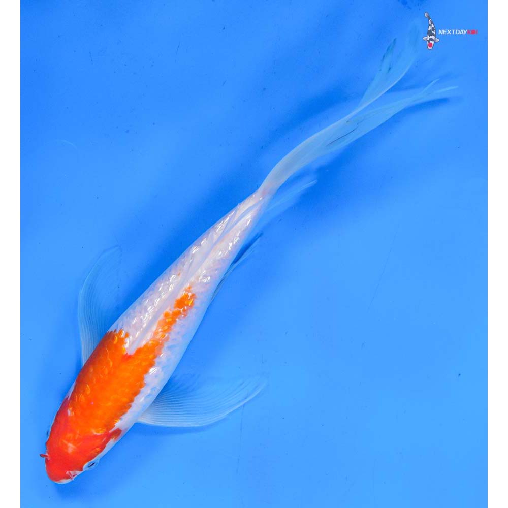 9” Imported Gin Rin Kohaku Butterfly Koi