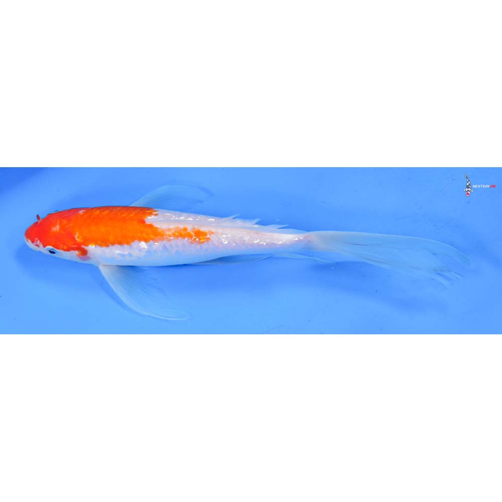 9” Imported Gin Rin Kohaku Butterfly Koi