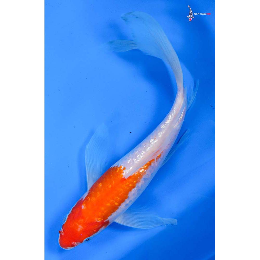 9” Imported Gin Rin Kohaku Butterfly Koi