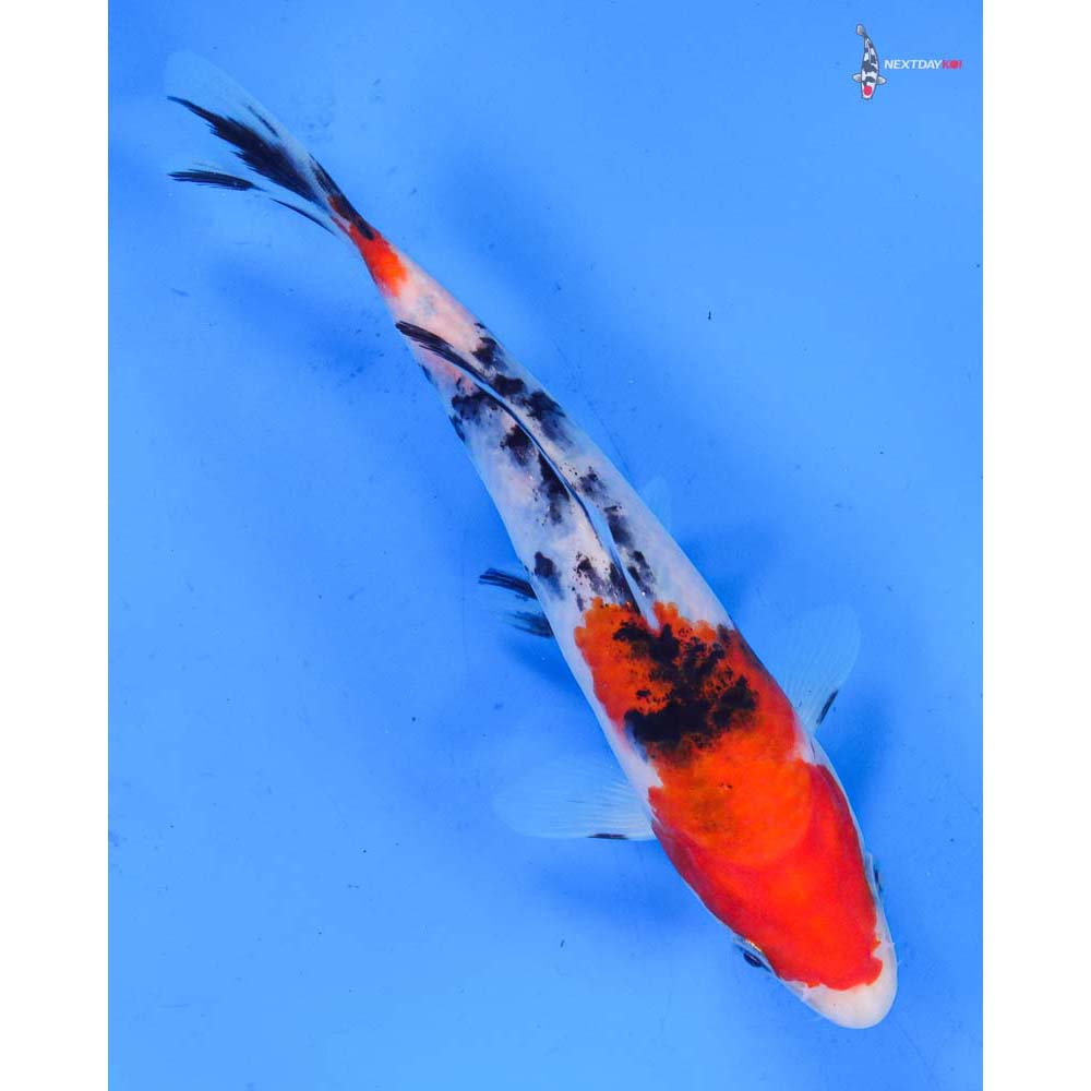 6.5” Imported Sanke