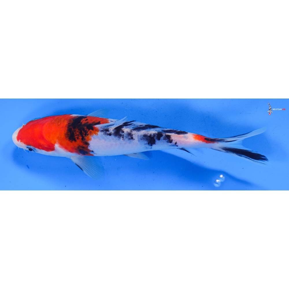 6.5” Imported Sanke