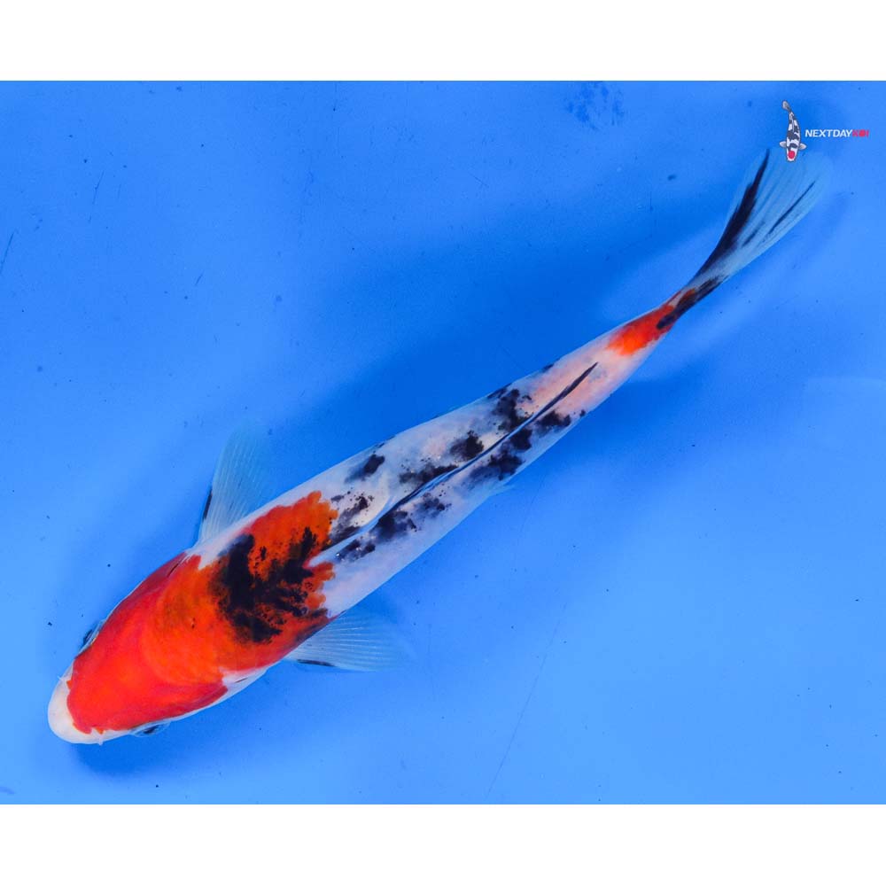 6.5” Imported Sanke