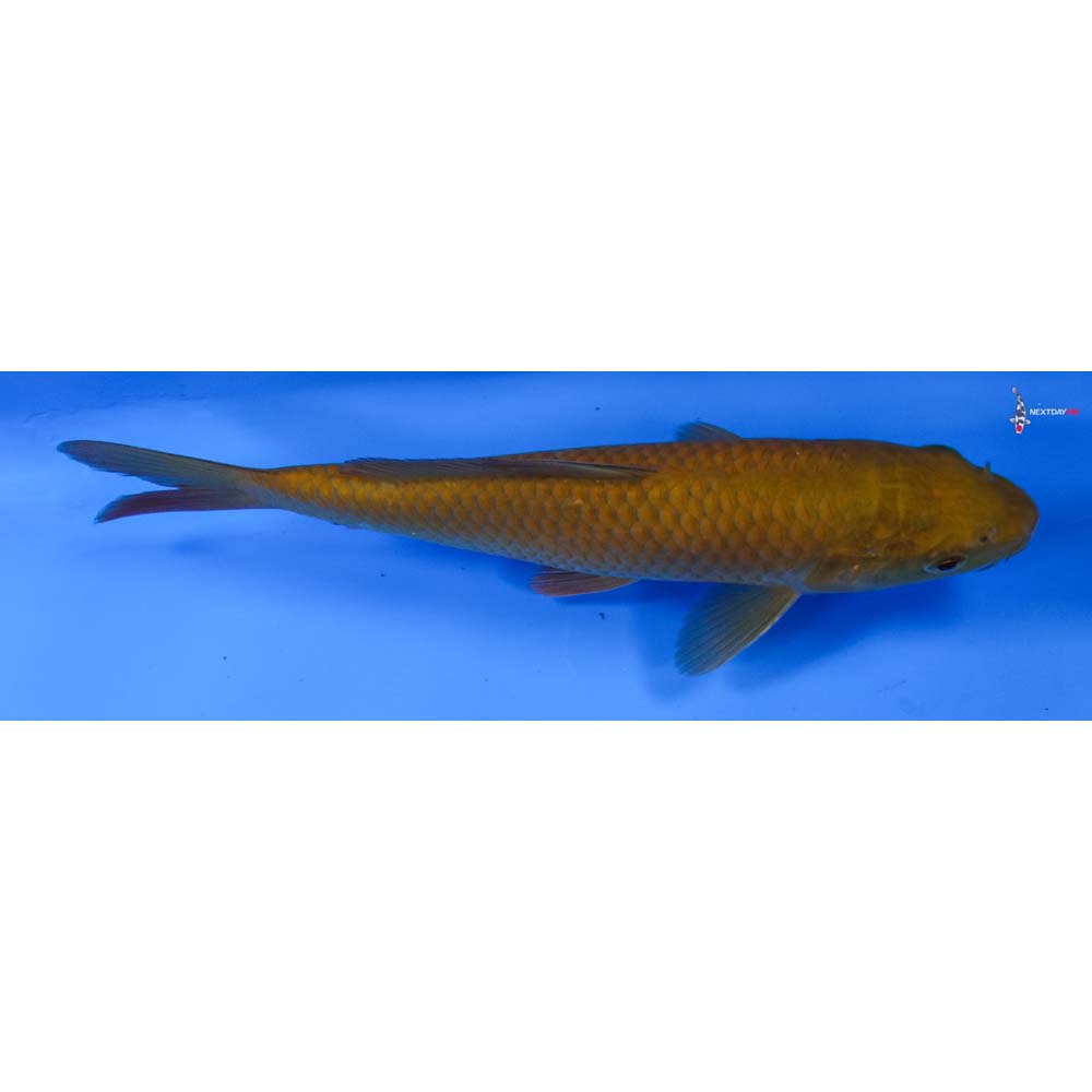 7” Imported Chagoi