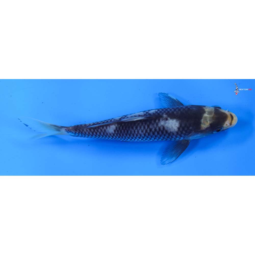 6.5” Imported Matsukawabakke