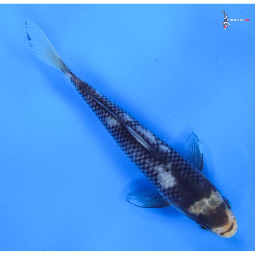 6.5” Imported Matsukawabakke