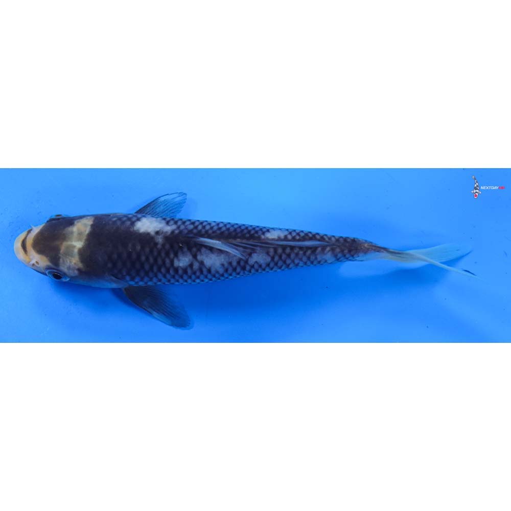 6.5” Imported Matsukawabakke