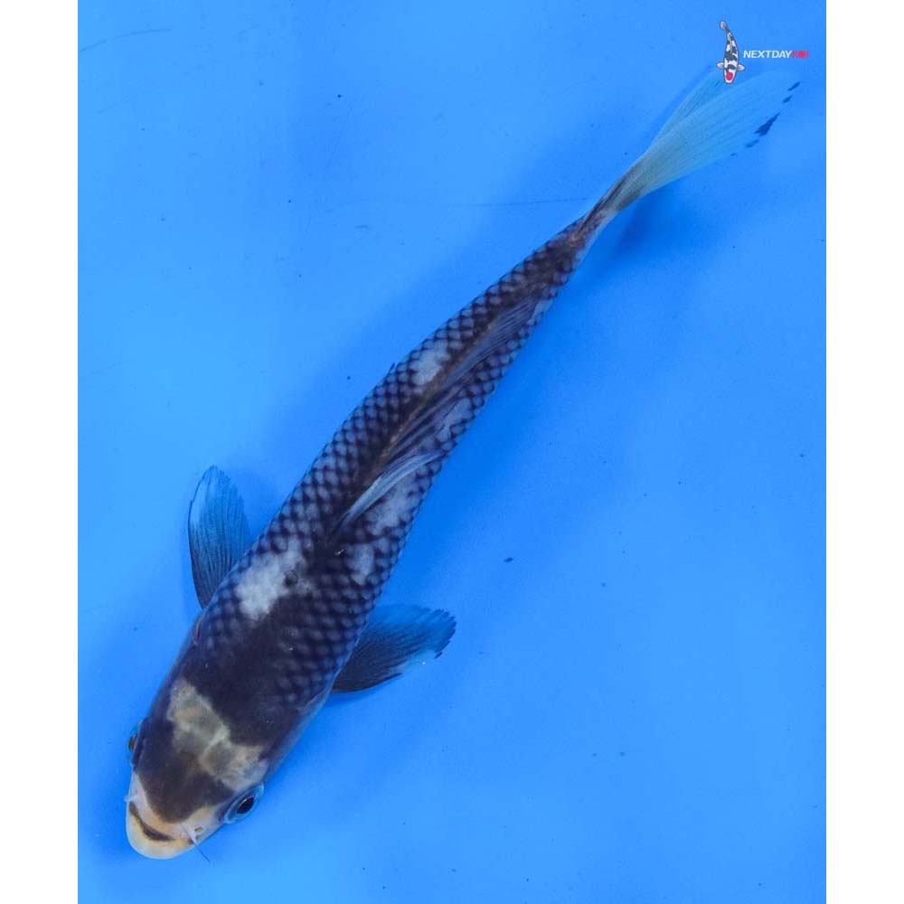 6.5” Imported Matsukawabakke