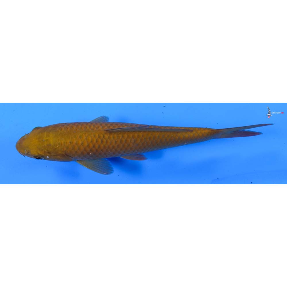7” Imported Chagoi