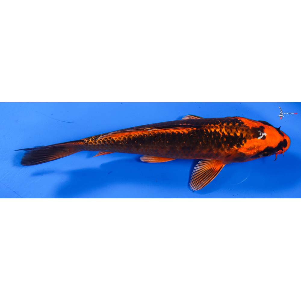 6” Imported Orenji Matsuba