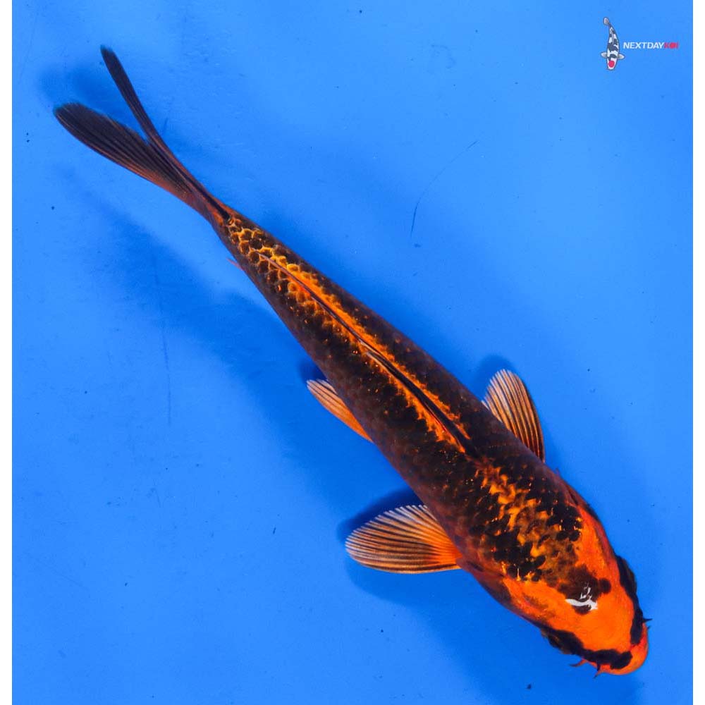6” Imported Orenji Matsuba