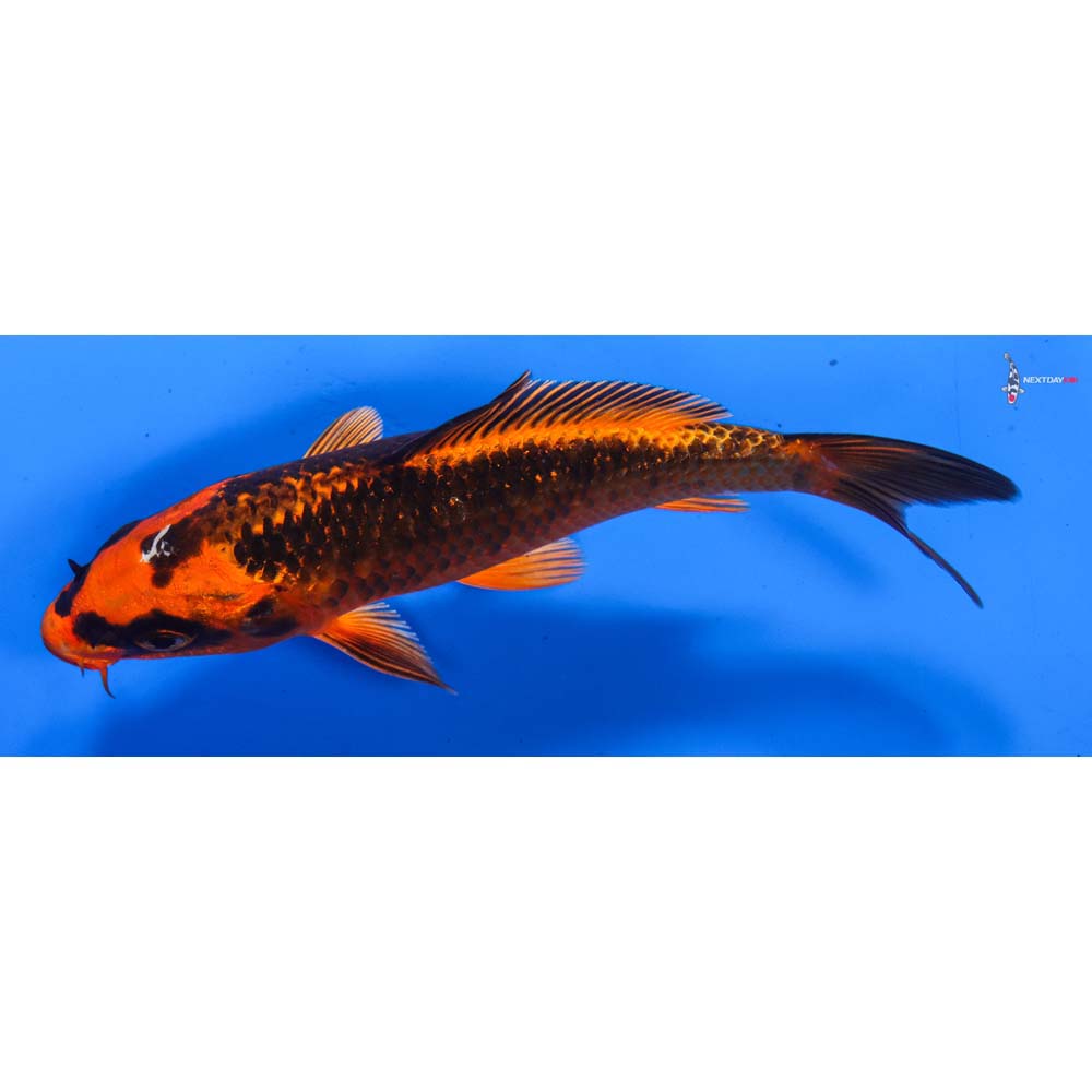6” Imported Orenji Matsuba