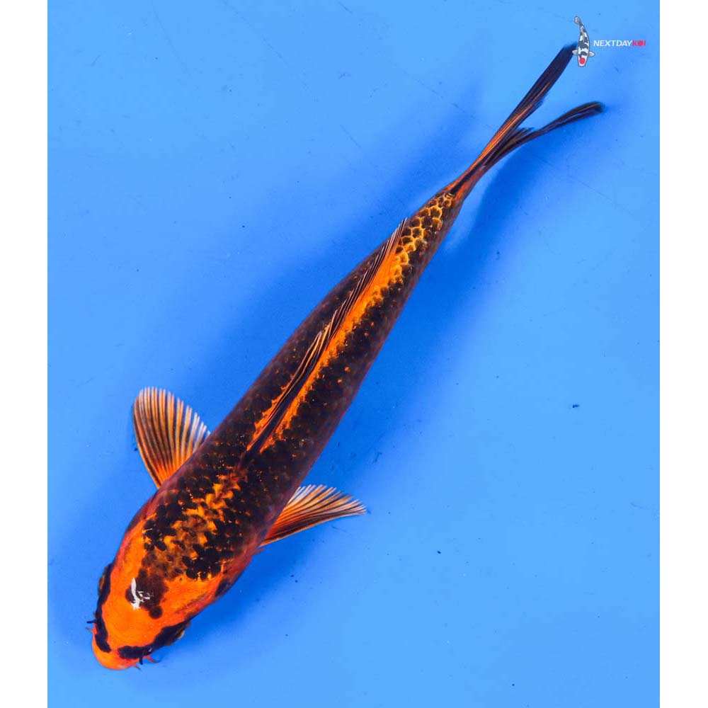 6” Imported Orenji Matsuba