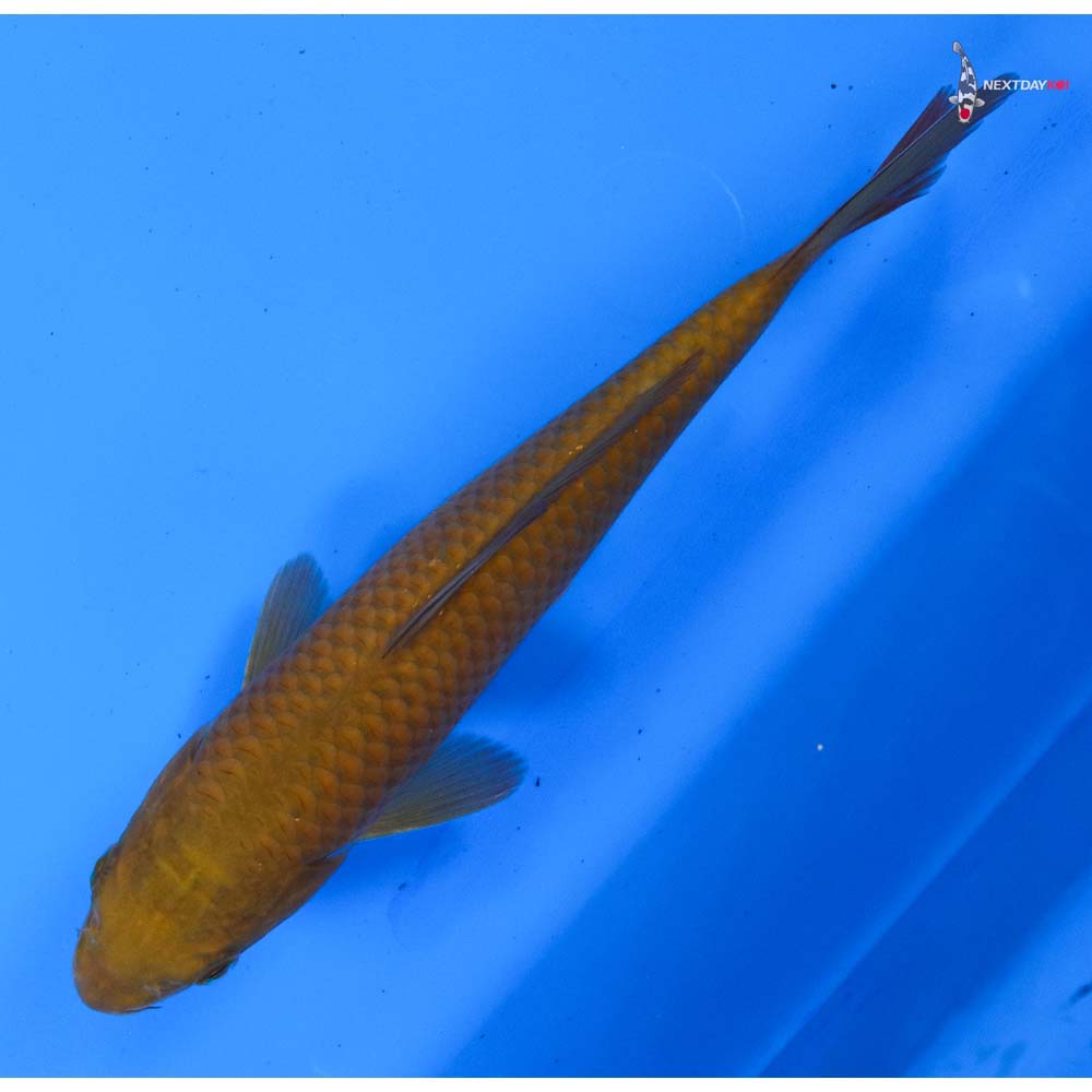 7” Imported Chagoi