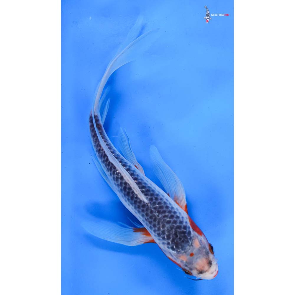 10.5” Imported Asagi Butterfly Koi