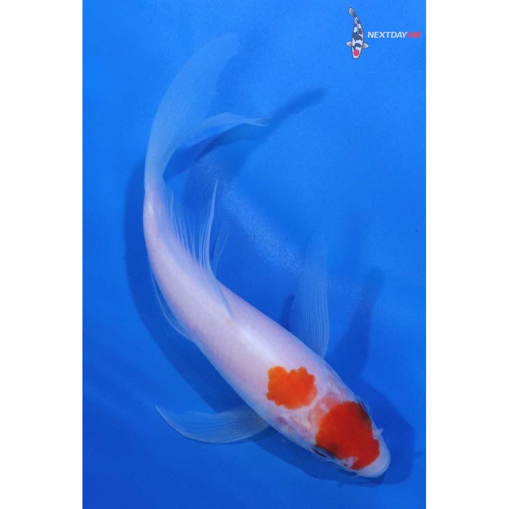 4.5” Imported Kohaku Butterfly Koi