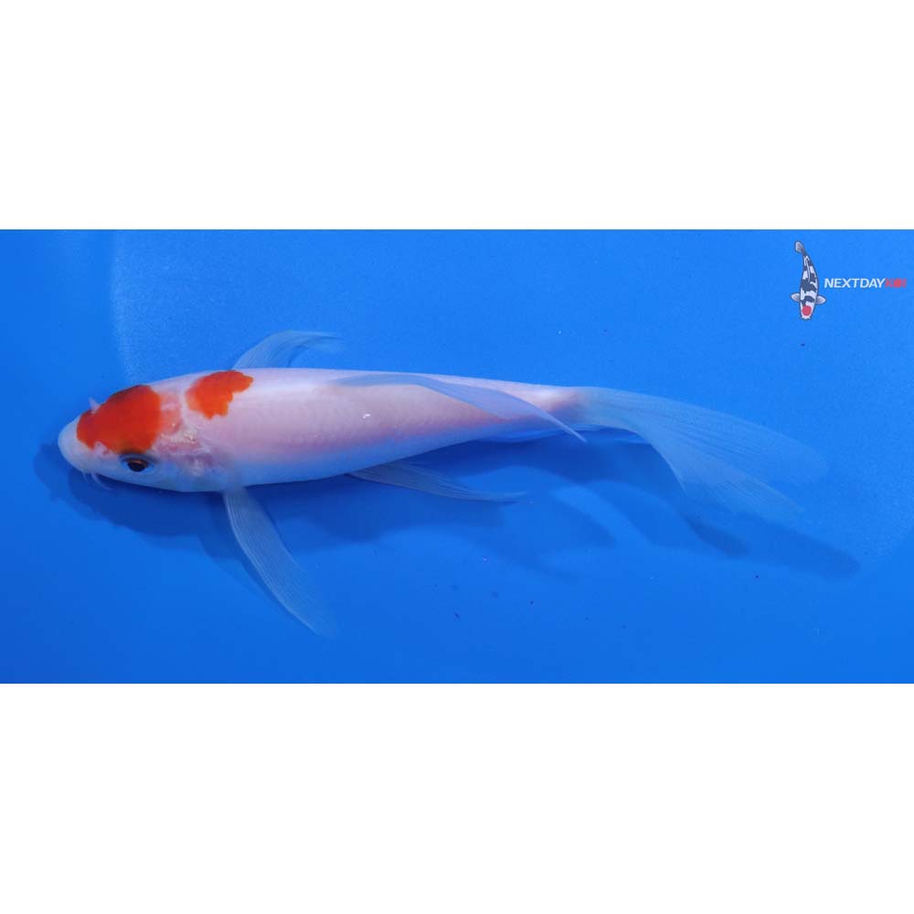 4.5” Imported Kohaku Butterfly Koi