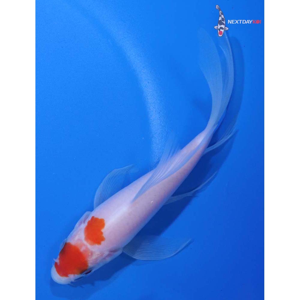 4.5” Imported Kohaku Butterfly Koi