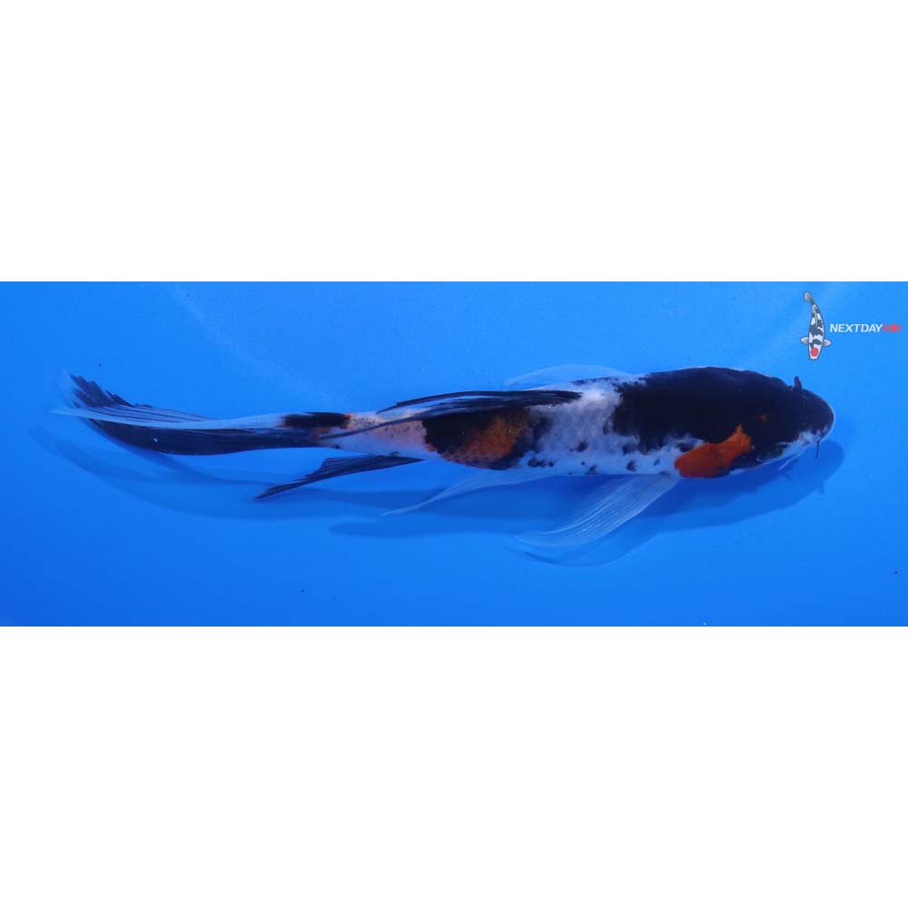 5” Imported Showa Butterfly Koi