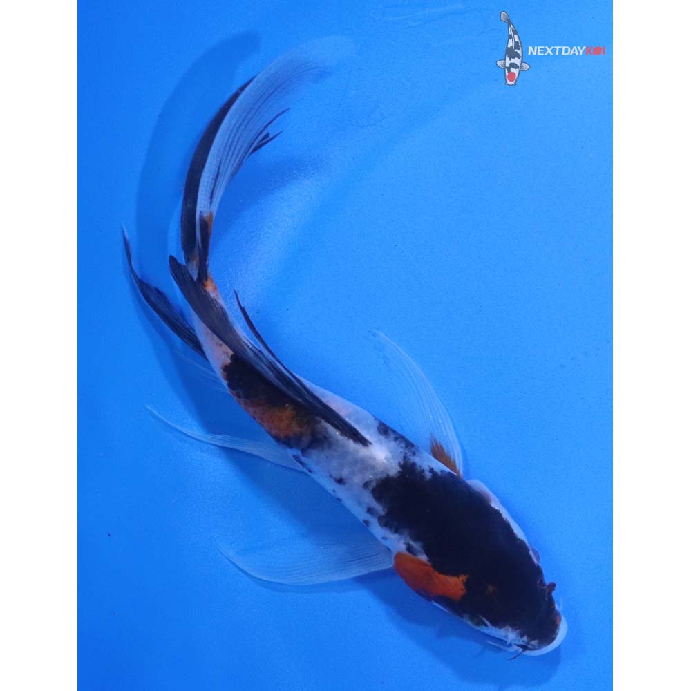 5” Imported Showa Butterfly Koi