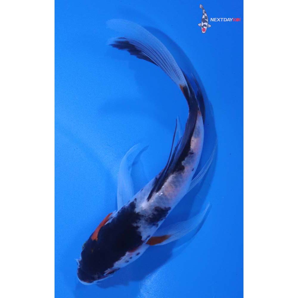 5” Imported Showa Butterfly Koi