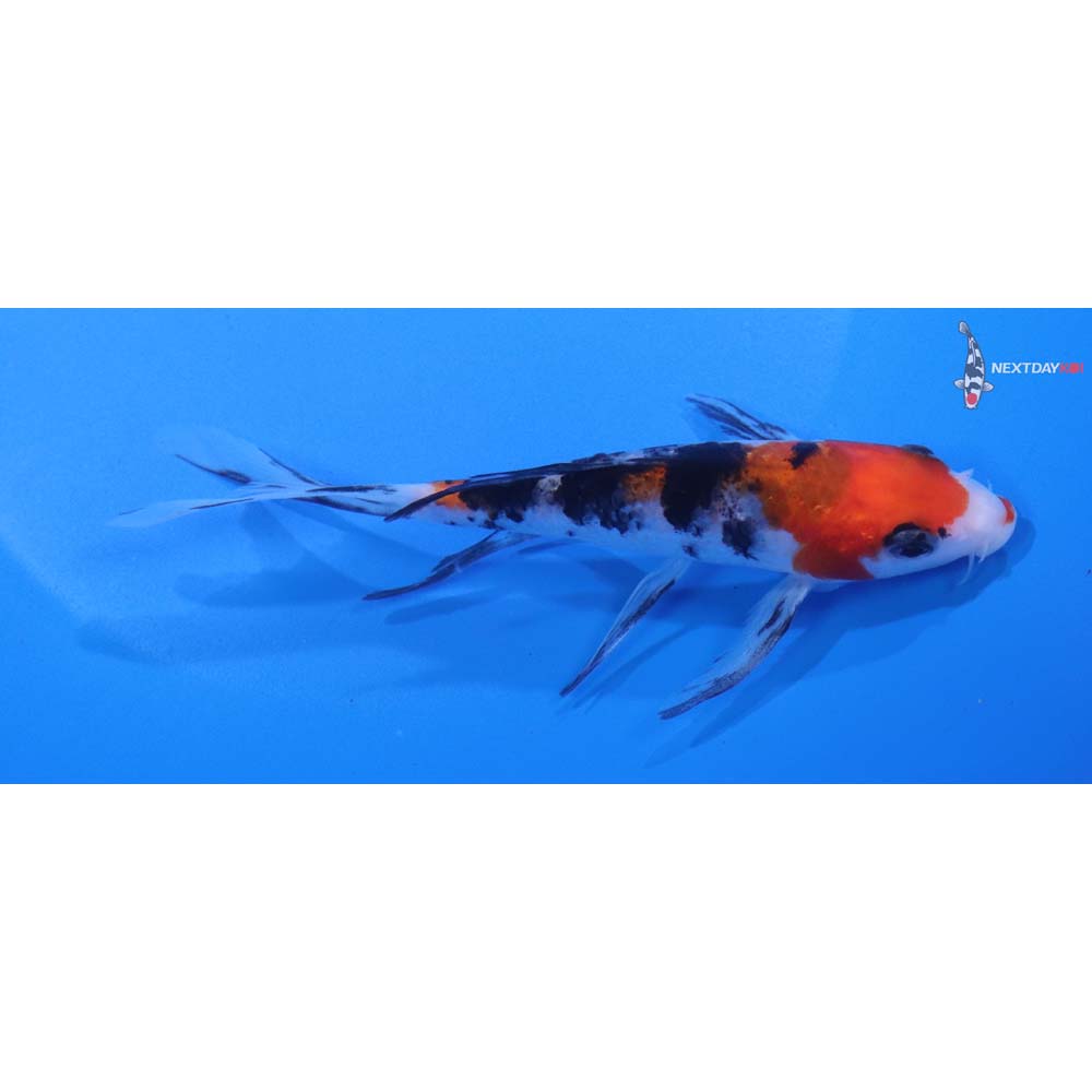5” Imported Sanke Butterfly Koi