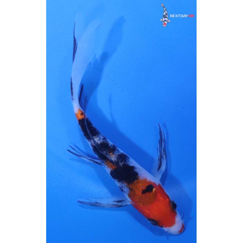 5” Imported Sanke Butterfly Koi