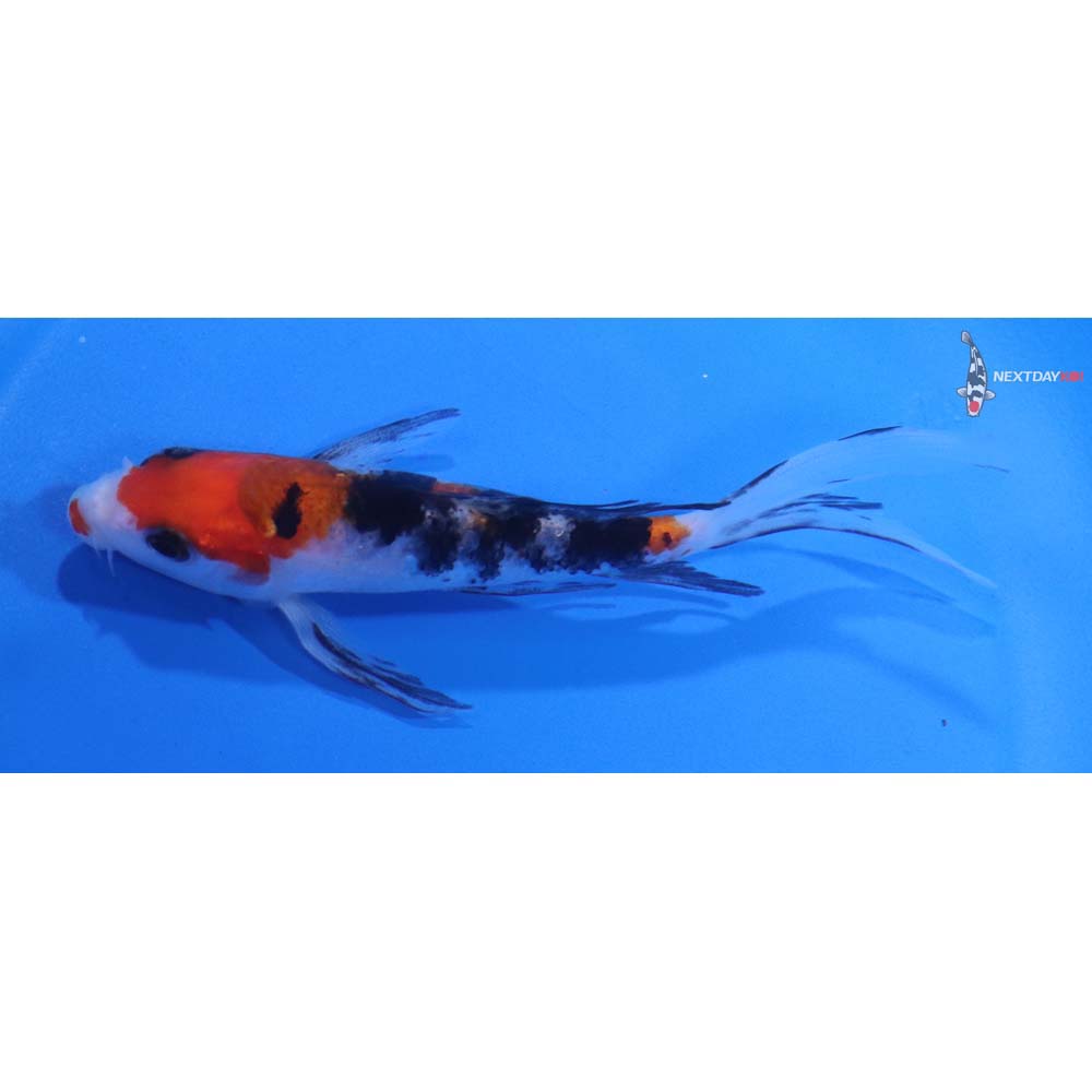 5” Imported Sanke Butterfly Koi