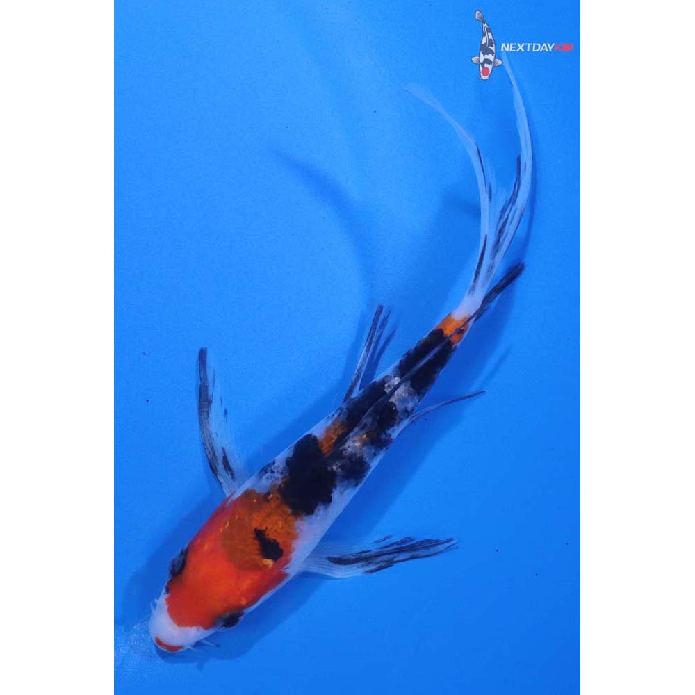 5” Imported Sanke Butterfly Koi