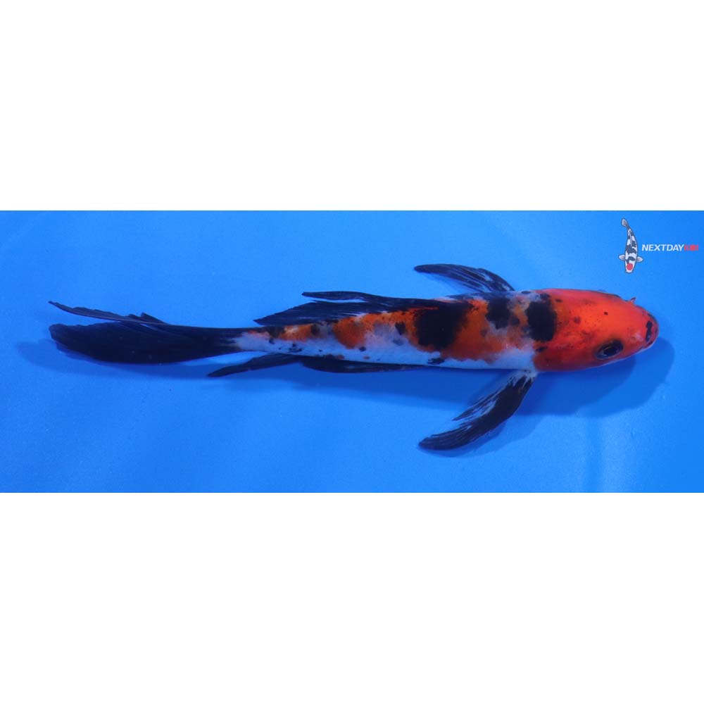 5” Imported Sanke Butterfly Koi