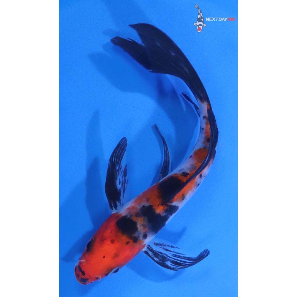 5” Imported Sanke Butterfly Koi