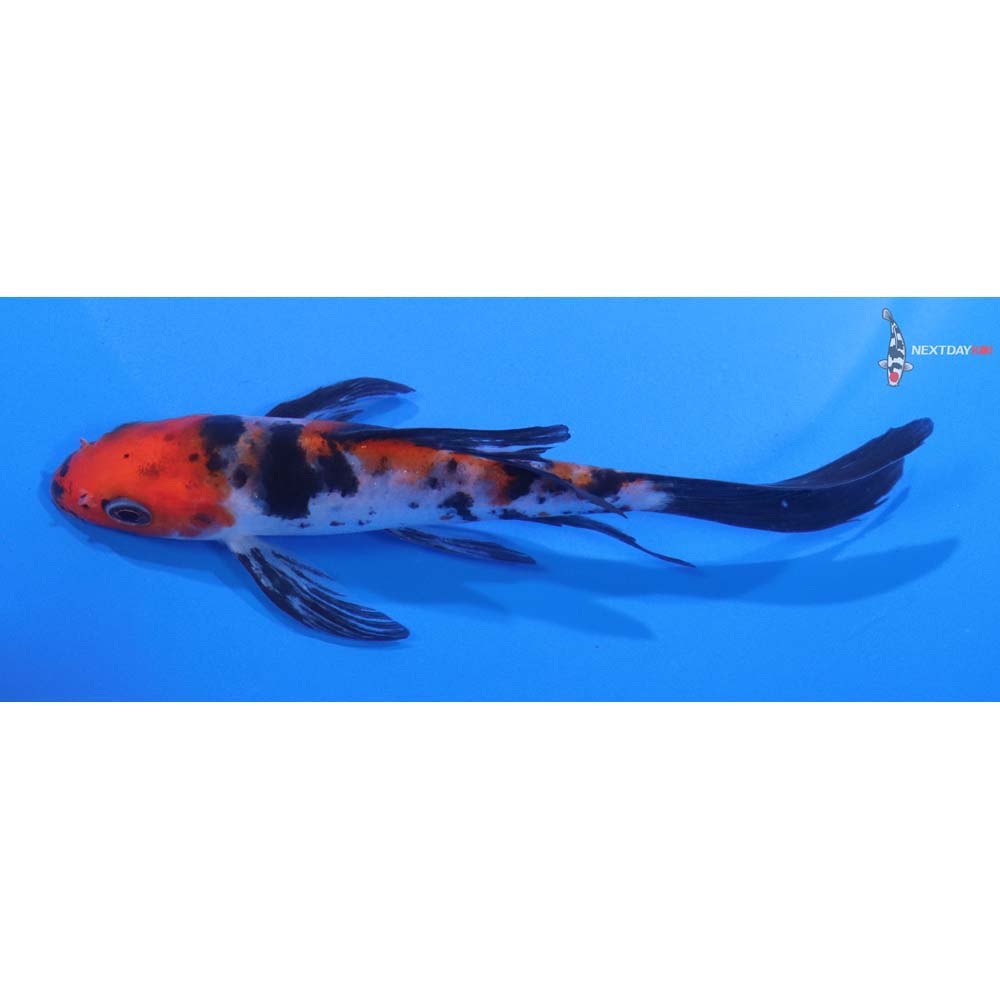 5” Imported Sanke Butterfly Koi