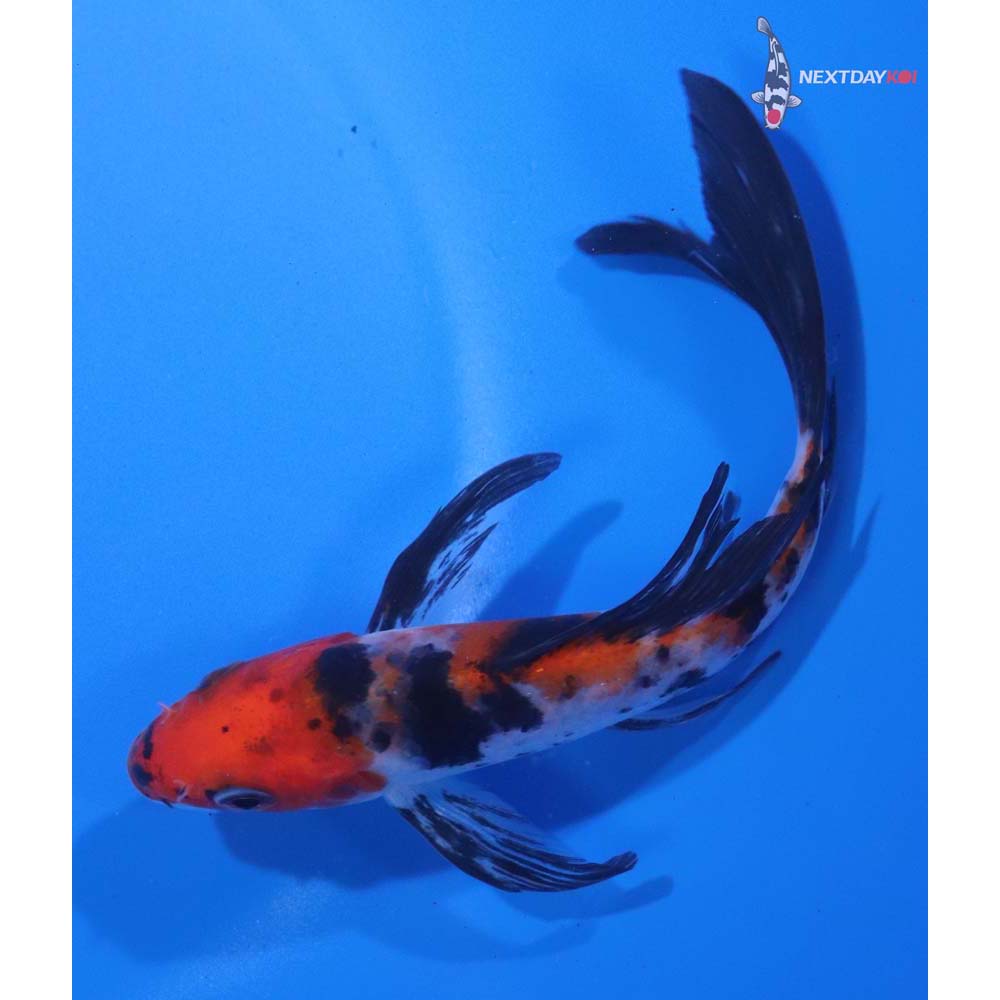 5” Imported Sanke Butterfly Koi