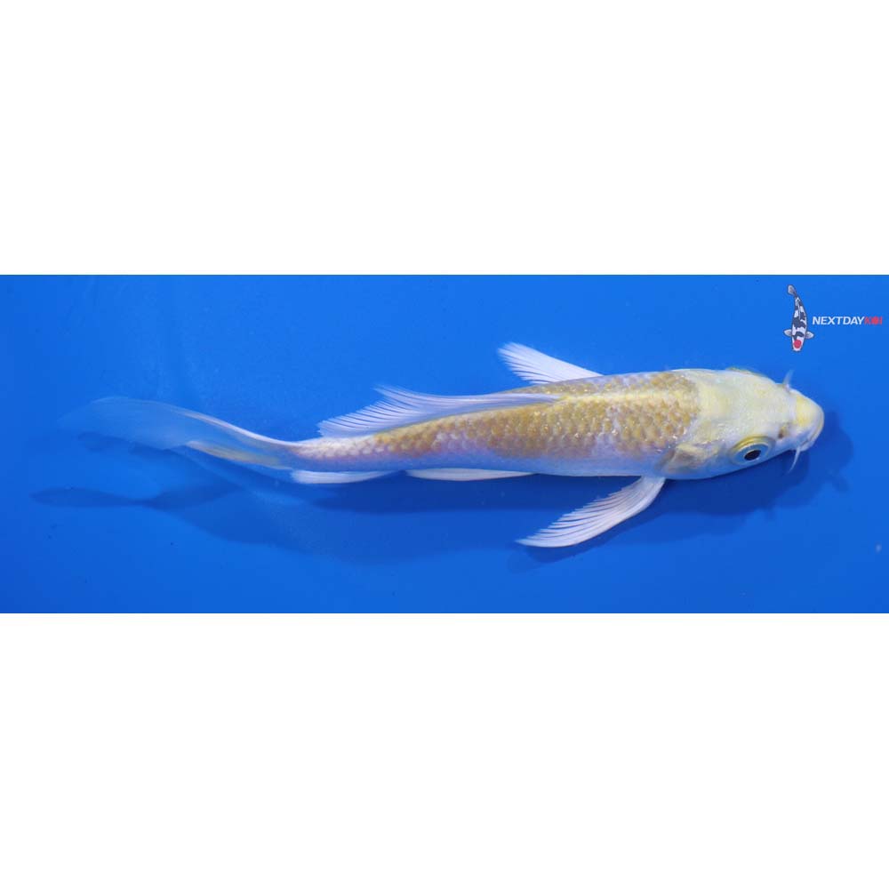 5” Imported Lemon Hariwake Butterfly Koi