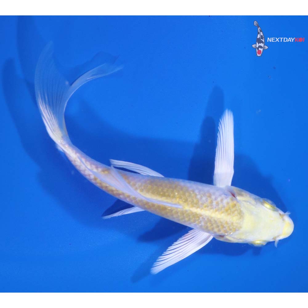 5” Imported Lemon Hariwake Butterfly Koi
