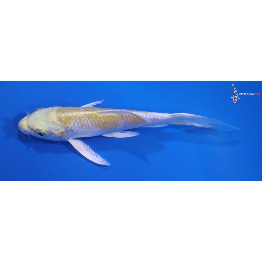 5” Imported Lemon Hariwake Butterfly Koi