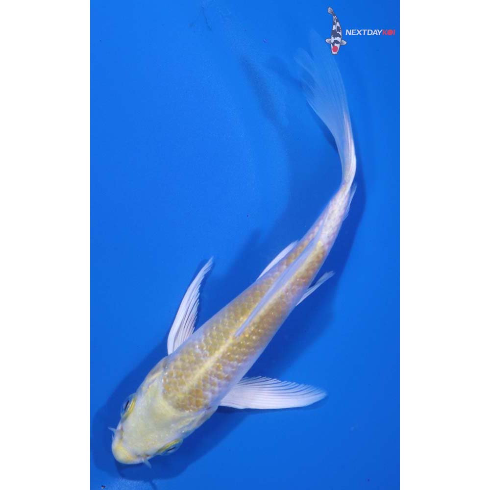 5” Imported Lemon Hariwake Butterfly Koi