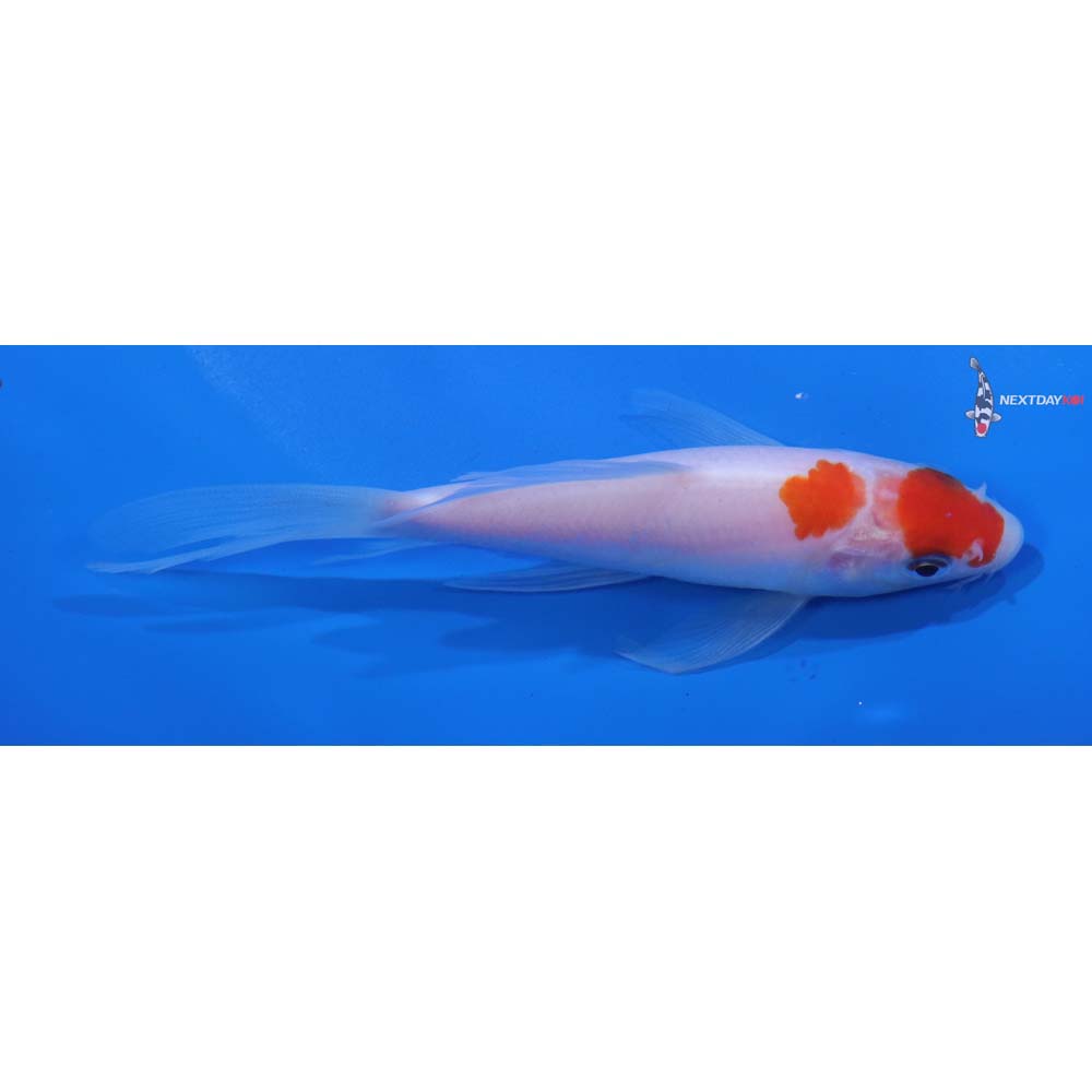 4.5” Imported Kohaku Butterfly Koi