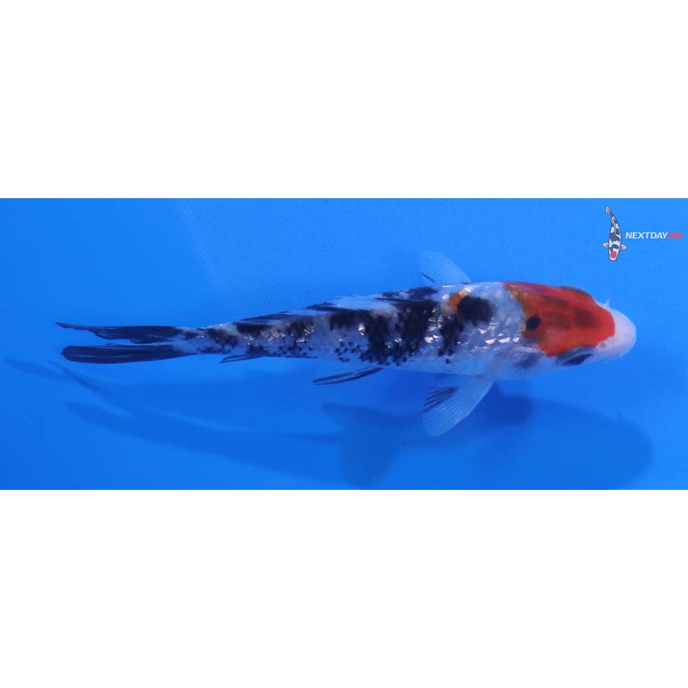 3.5” Imported Sanke