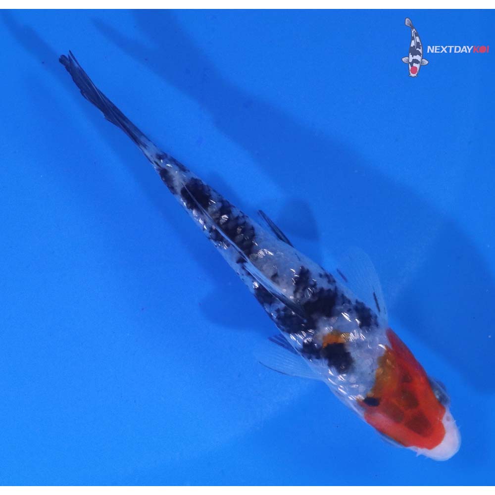 3.5” Imported Sanke