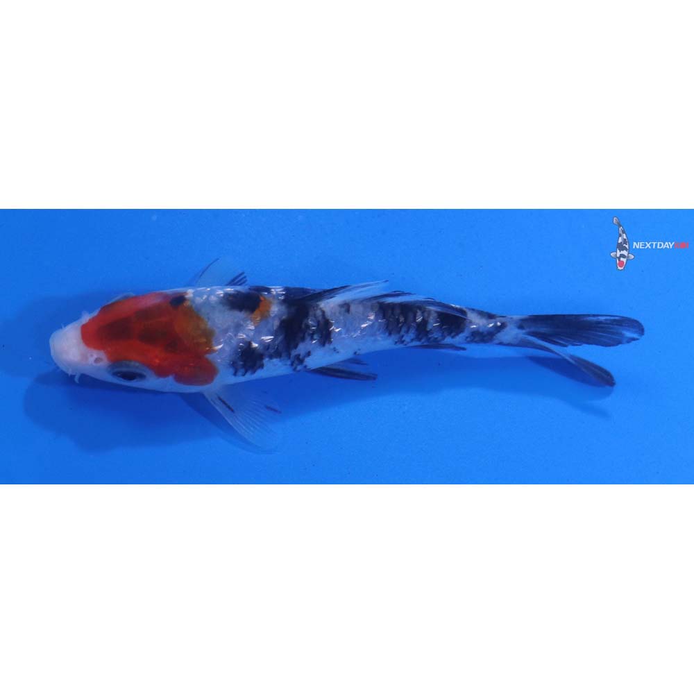 3.5” Imported Sanke