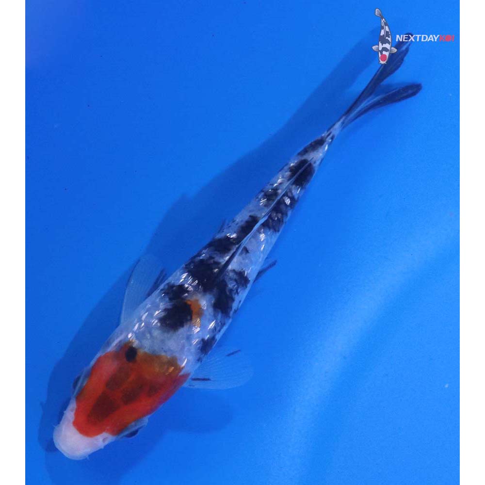 3.5” Imported Sanke